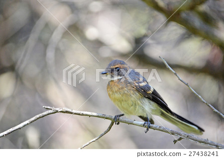 Young Australian Grey Fantail Young Australian Grey Fantail 27438241
