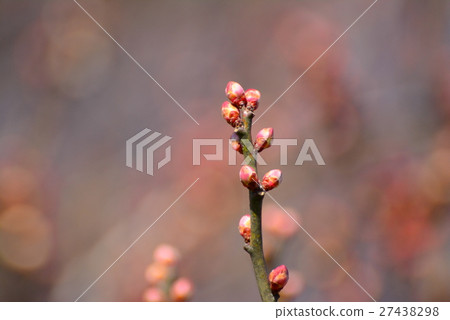 Plum bud 27438298