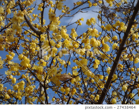 Sasakuma區·長袍村 27438464