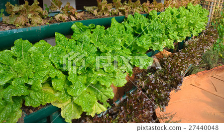 Vegetables salad growing out of the earth  Vegetables salad growing out of the earth  27440048