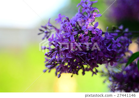 Purple Lilac flowers Purple Lilac flowers 27441146