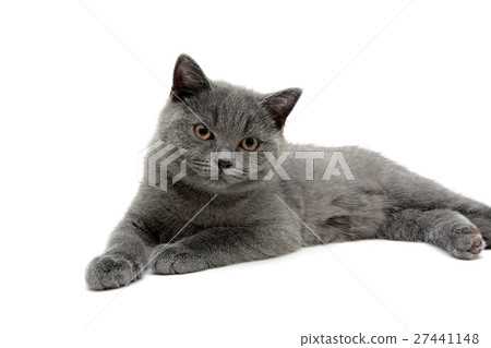 beautiful kitten lies on a white background beautiful kitten lies on a white background 27441148