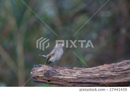 Red-throated Flycatcher on the branches Red-throated Flycatcher on the branches 27441439