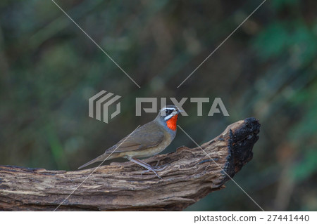 Beautiful of Siberian Rubythroat Bird 27441440