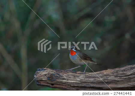 Beautiful of Siberian Rubythroat Bird 27441441