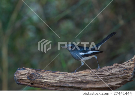 Oriental Magpie Robin bird Oriental Magpie Robin bird 27441444