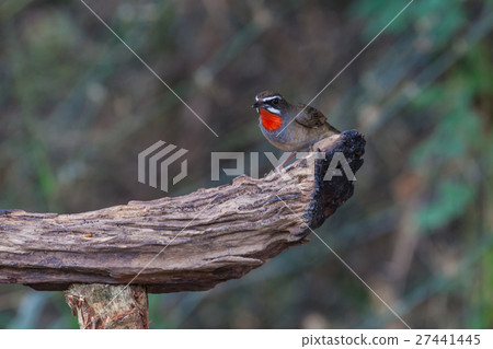Beautiful of Siberian Rubythroat Bird 27441445