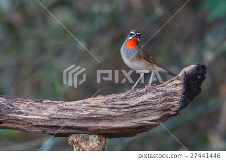 Beautiful of Siberian Rubythroat Bird 27441446
