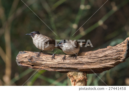 Sooty headed Bulbul perched on the tree 27441458