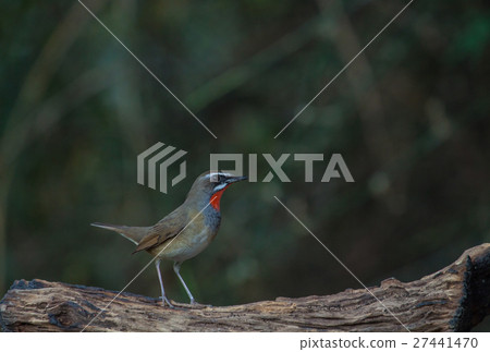 Beautiful of Siberian Rubythroat Bird Beautiful of Siberian Rubythroat Bird 27441470