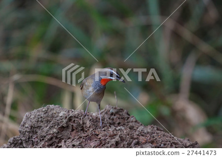 Beautiful of Siberian Rubythroat Bird 27441473