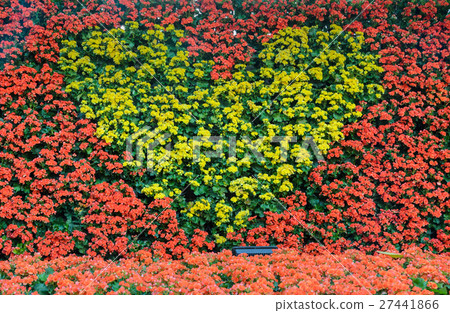 Yellow Begonia blossoms in heart shape wall 27441866