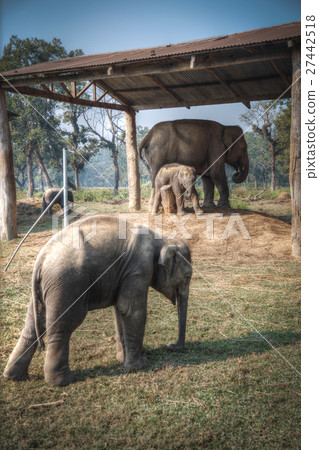 elephants in Chitwan elephants in Chitwan 27442518