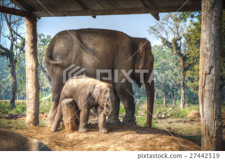 elephants in Chitwan elephants in Chitwan 27442519
