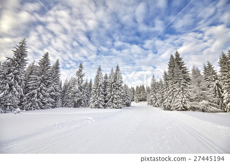 Winter landscape with cross-country skiing tracks. Winter landscape with cross-country skiing tracks. 27445194