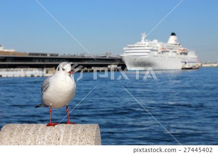 Seagulls and passenger ships 27445402