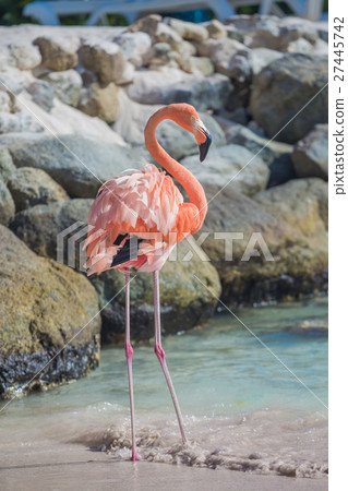 One flamingo on the beach 27445742