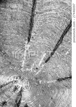 Furrowed bream scale 27446097