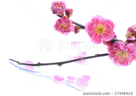 Ume water flow white background 27446929