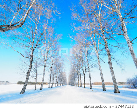 A tree-lined avenue A tree-lined avenue 27447138