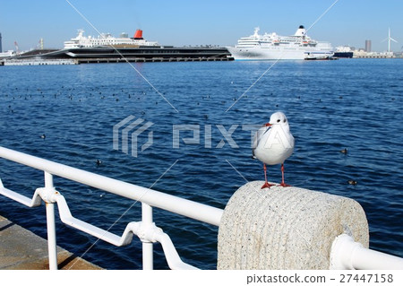 海鷗和客船 27447158