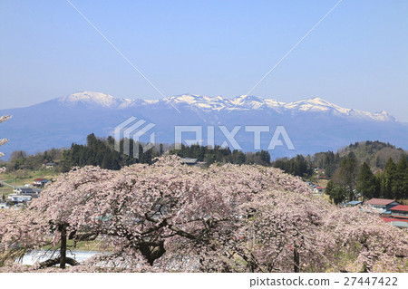 Nakajima的地藏櫻花和足立Taramayama（二松本市） 27447422