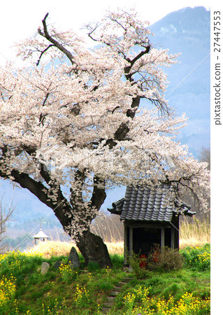 Ozawa's cherry tree (Tamura city) 27447553