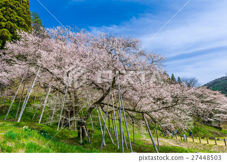 Horusuzakura 27448503