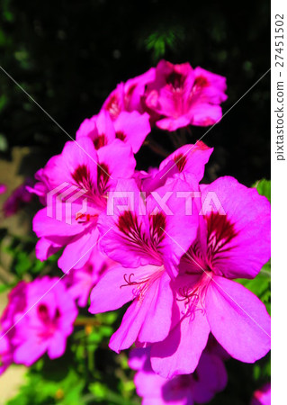 天竺葵 天竺葵 27451502