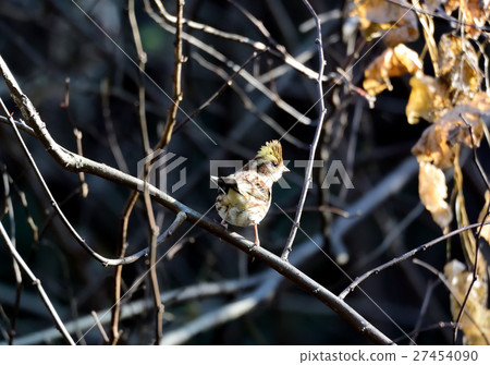 Shining in the morning sun, Miyama Hojirō-1 27454090