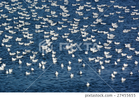 A huge group of sea-faced Umineko-3 A huge group of sea-faced Umineko-3 27455655