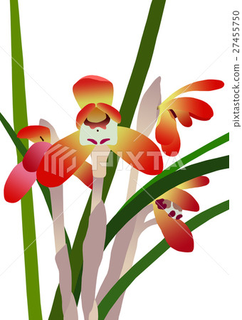 日本春蘭 27455750