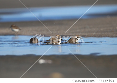 Bathing of the shiitake 27456193