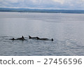 Minami Bottlenose Dolphin 27456596