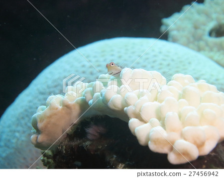 石垣青蛙 27456942