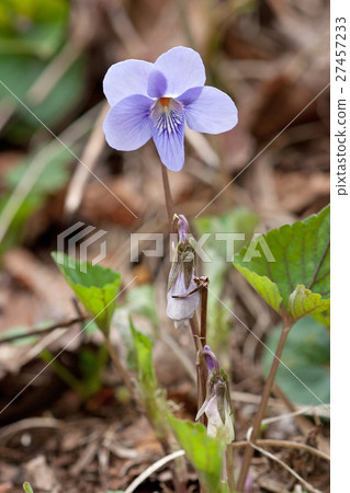 紫羅蘭開花Oku Takao Koden通行證 紫羅蘭開花Oku Takao Koden通行證 27457233