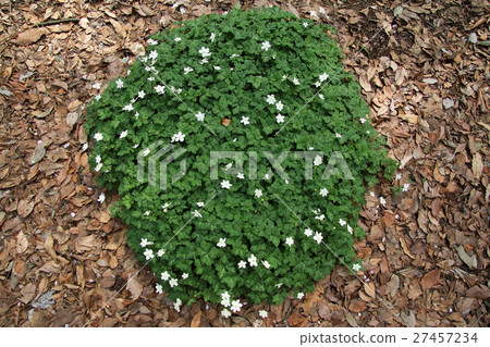 Ninnaeu Koganei公園的圓形庫存 Ninnaeu Koganei公園的圓形庫存 27457234