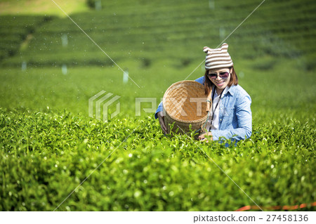 tea plantation. 27458136