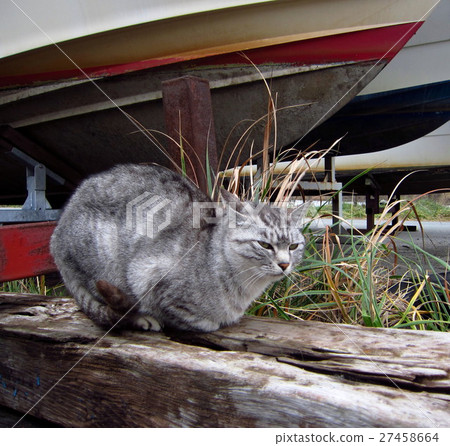 Stray cat of a fishing port Winter 27458664