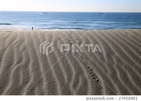 鳥的足跡 27458901