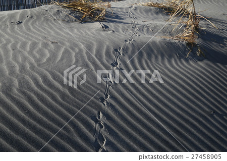 鳥的足跡 鳥的足跡 27458905