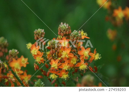 Flower Aloe's flower language is "trial and error" Flower Aloe's flower language is "trial and error" 27459203