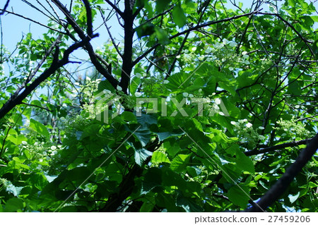 Iwago Iwagami flower language is "faithful" 27459206