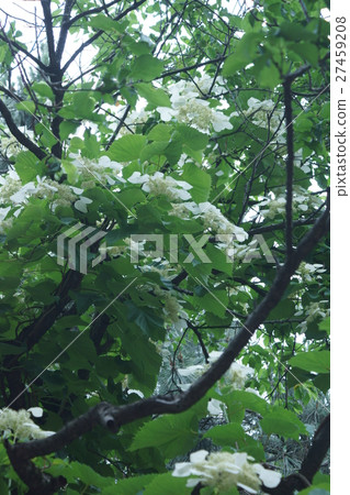 Iwago Iwagami flower language is "faithful" 27459208