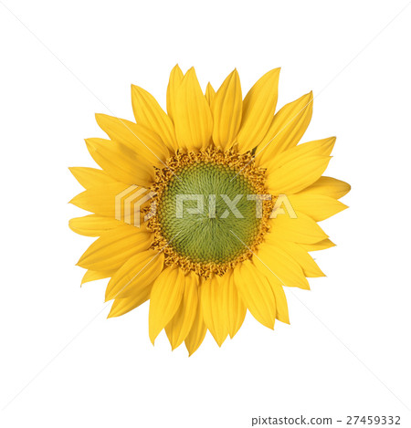 sunflower sunflower 27459332