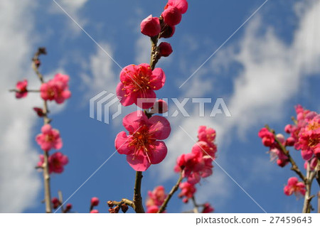 一百梅花園裡的梅花 一百梅花園裡的梅花 27459643