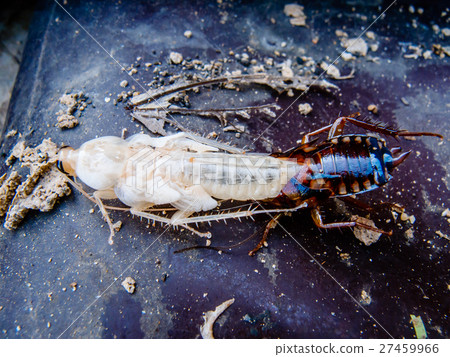 molting cockroach 27459966