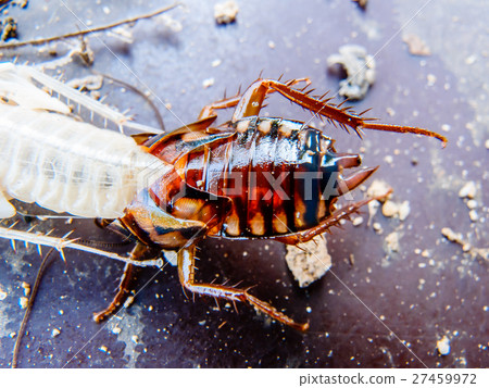 molting cockroach 27459972