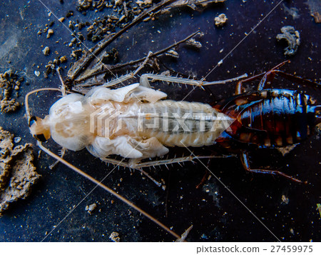 molting cockroach 27459975