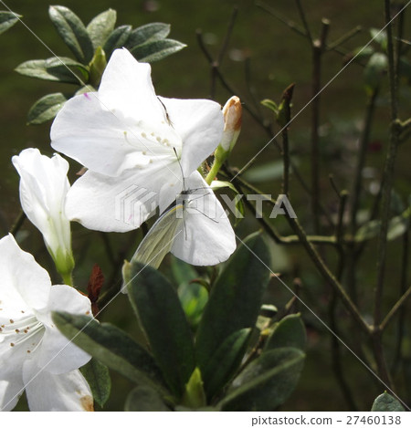 Flowers 27460138